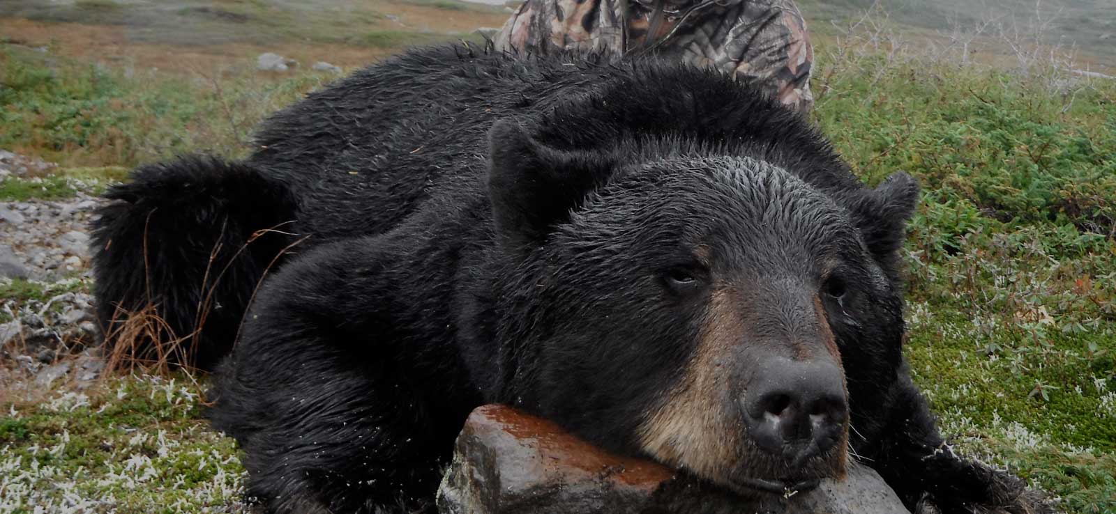 Black bear big game hunting packages — Ironbound Lake Outfitters – Ironbound Lake Outfitters