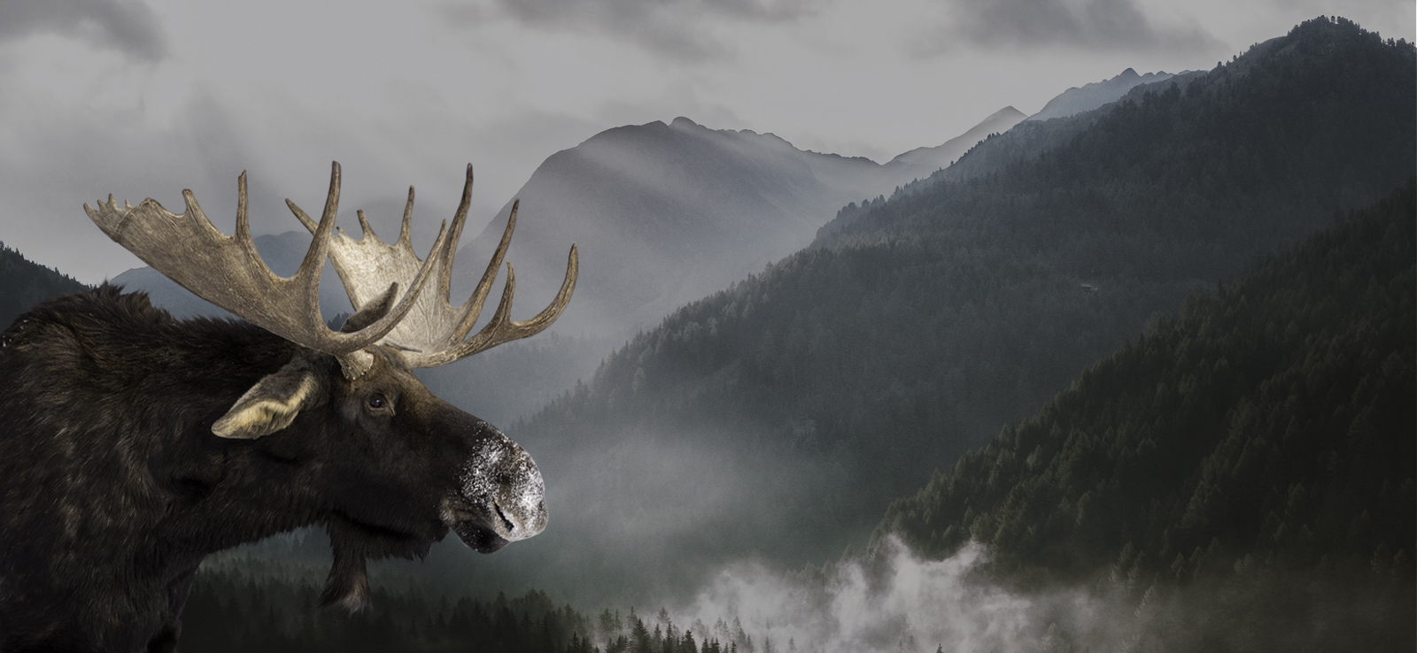 Black bear big game hunting packages — Ironbound Lake Outfitters – Ironbound Lake Outfitters