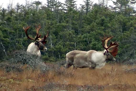 Newfoundland Woodland Caribou Hunting Outfitters